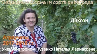 Виноград Диксон селекции Бурдак А.В. участок Пузенко Натальи Лариасовны