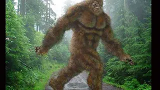 Bigfoot is real