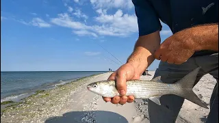 В погоне за азовской кефалью. Бердянск. Коса. Азовское море. 31.07.2022