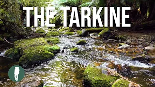 TASMANIA: The Tarkine Wilderness