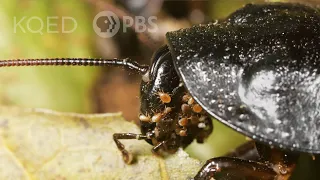 You Wish You Had Mites Like This Hissing Cockroach | Deep Look