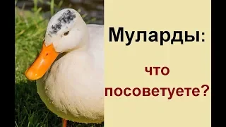 Утки муларды 67 дней - вес мяса