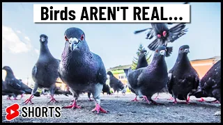 Birds Aren't Real... Isn't Real.