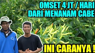 TIPS AGAR CABE RAWIT BERBUAH BANYAK DAN LEBAT | CARA MENANAM CABE