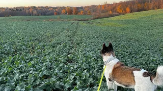 2023 autumn#21 Roveris vėl streikuoja, montuoju lazerius