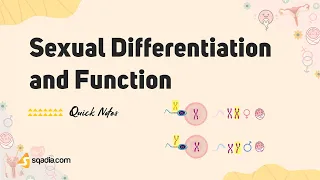 Sexual Differentiation and Function | Human Endocrine System Physiology