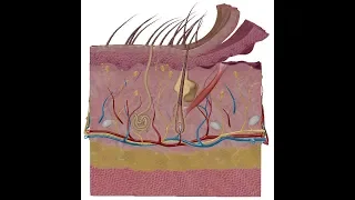 Skin anatomy  .. DR . Sameh Ghazy