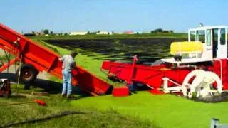 lemna harvesting