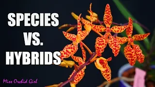 Orchid Species Vs. Hybrids - Differences, the good & the bad!