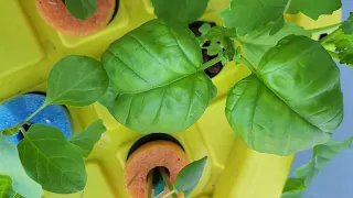 Week 6 - Comparison of Basil grown in hydroponics vs soil