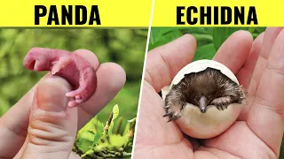 10 Newborn Animals That Look Way More Different Than You'd Expect