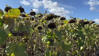 27.09.21 Які добрива внести з оранкою під кукурудзу// Питання-відповідь