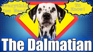 A Detailed Look At The Dalmatian - Everything You'll Want To Know!