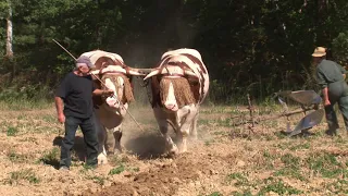 Labour avec les bœufs