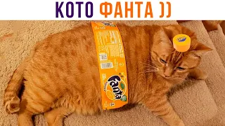 КОТО-ФАНТА))) (главное, чтоб крышечку не сорвало) Приколы с котами | Мемозг 927