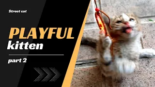 Kitten playful and cute in the street. playing with toys. #kittyplaying