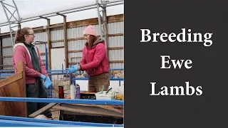 Deciding When to Breed Ewe Lambs: Vlog 70