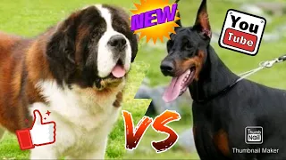 #Доберман против Сенбернара//Doberman against Sunburn//Animals Battle//