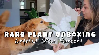 RARE PLANT UNBOXING | CRYSTAL STAR NURSERY