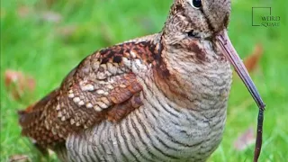 Interesting facts about American Woodcock by weird square