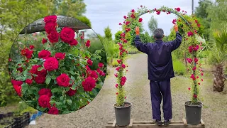 The idea of ​​making a rose flower arch with a plastic pipe at home/ Die Idee /ایده باغبانی