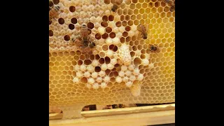 I'm SO confused!! Swarm vs Supersede Queen Cells