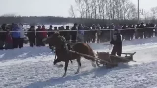 Бега в кашофках (2 заезд) Шушенское 2016 (Horse–Animal-racing-конь-смотреть-онлайн-скачка)