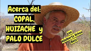 EL COPAL  /  HUIZACHE  /  PALO DULCE  - BUENA INFORMACIÓN con BETO - Lorena Lara