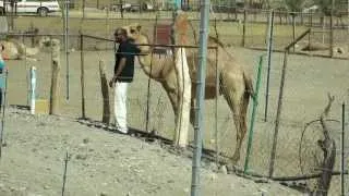 Верблюд и другие местные жители ОАЭ