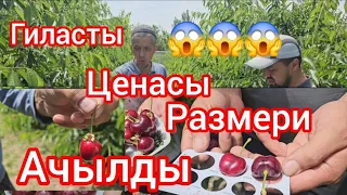 Гиласты Размери Ценасы Ачылды...       Гилас Алатурган Адамды Номери Чалгыла Сурагыла:  0771300036