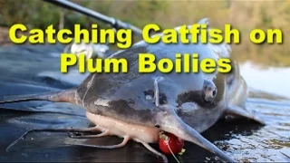 Awesome channel catfish bait: Plum boilies. Great catfish baits.