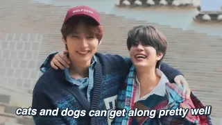 lee know and seungmin are cat and dog