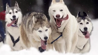 Funny Dogs & Cats : In snow /part 2/ Смешные животные: В снегу