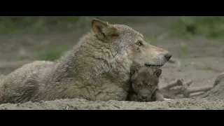 WOLF, Het meest opzienbarende natuurverhaal van Nederland