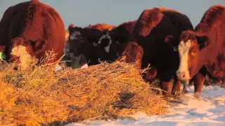 Winter Grazing Systems: Dealing With Extreme Cold and Snow