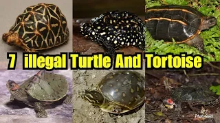 7 Banned Species Of Turtle And Tortoise In India | illegal Variety Of Turtle and Tortoise To Pet