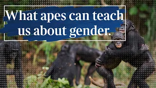 What can apes can teach us about gender? | Frans de Waal