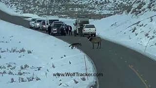 Wolf Hunts Elk in the Road in Yellowstone!