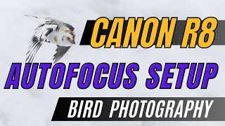 Canon R8 - Autofocus Setup and Button Layout for Bird and Wildlife Photography