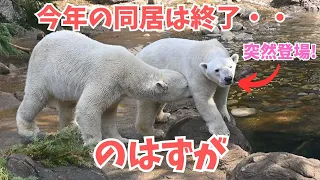 今年もゴーゴとイッちゃんの同居は終わり・・だったはずが(The polar bear's love life was supposed to be over...)