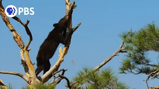 Sly Bear Steals From Woodpecker's Acorn Stash