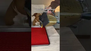 Homemade Dog Training Treats