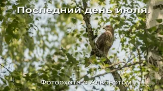 Фотоохота с Альбертом. Последний день июля.