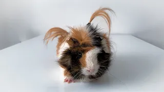 Funny Guinea Pigs Reaction to Grooming Day