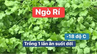 25🇩🇪#Ngò Rí 1☃️❄️: trồng 1 lần ăn Hoài Hoài luôn ! Dù Mùa #Đông vẫn có ăn !