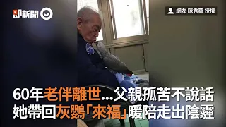 老伴離世...非洲灰鸚鵡暖陪孤苦老爺爺走出陰霾｜寵物鳥