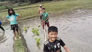 Rice 🍚 paddy field 🌾 // Agriculture//  Arunachal Pradesh 📍# North East India