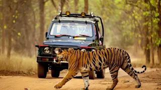 Tadoba Jungle Safari | Tadoba Andhari Tiger Reserve | Tadoba National Park