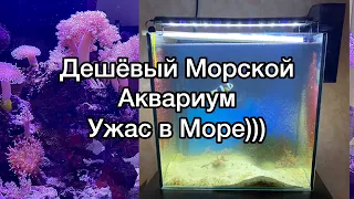 Морской Аквариум | Дешевый Морской Аквариум | рыбка клоун | простой аквариум своими руками