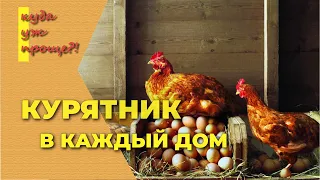 Для чего заводить кур? Опыт содержания птицы